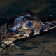 Illustration for article titled Sunday Crocodilian - Melanosuchus niger Edition